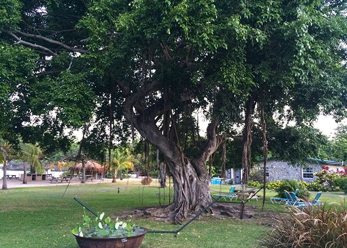 Tree in Grenada